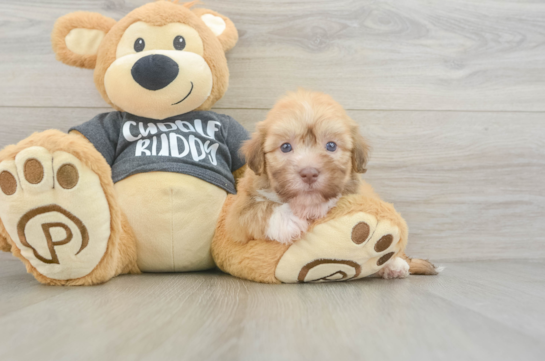 Playful Havanese Purebred Pup