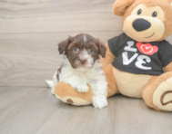 5 week old Havanese Puppy For Sale - Florida Fur Babies