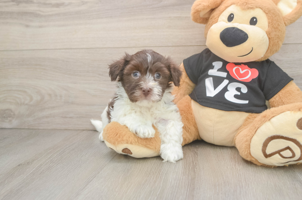 5 week old Havanese Puppy For Sale - Florida Fur Babies