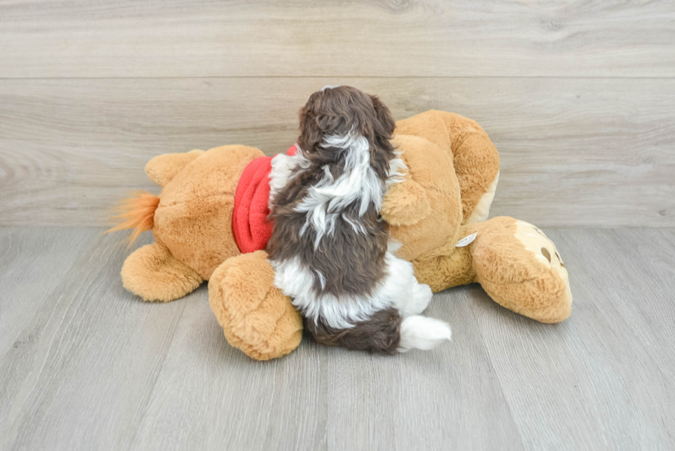 Friendly Havanese Baby