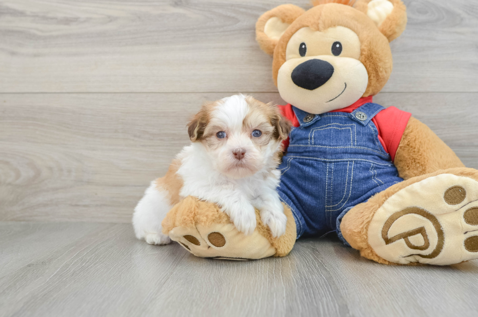 5 week old Havanese Puppy For Sale - Florida Fur Babies