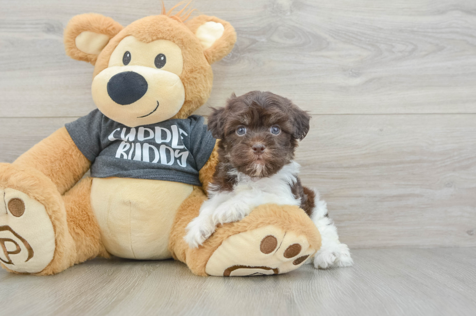 6 week old Havanese Puppy For Sale - Florida Fur Babies