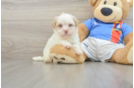 Best Havanese Baby