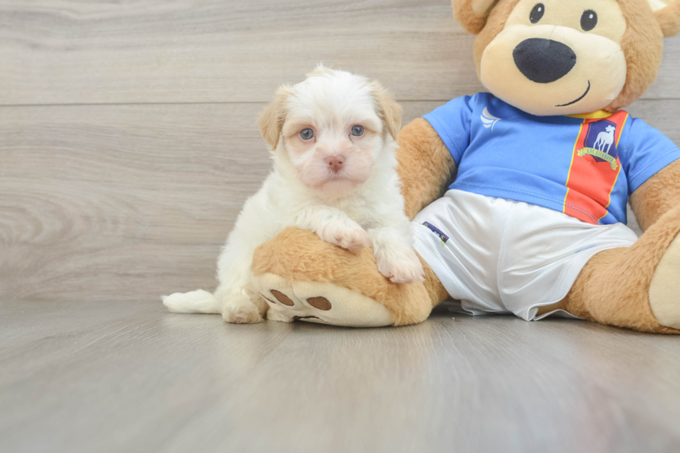 Best Havanese Baby