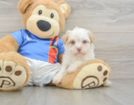7 week old Havanese Puppy For Sale - Florida Fur Babies