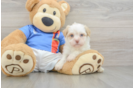 Havanese Puppy for Adoption
