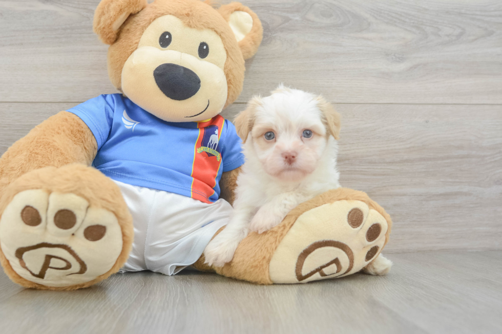 Havanese Puppy for Adoption