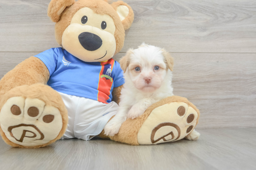 5 week old Havanese Puppy For Sale - Florida Fur Babies