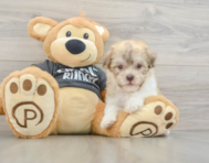 9 week old Havanese Puppy For Sale - Florida Fur Babies