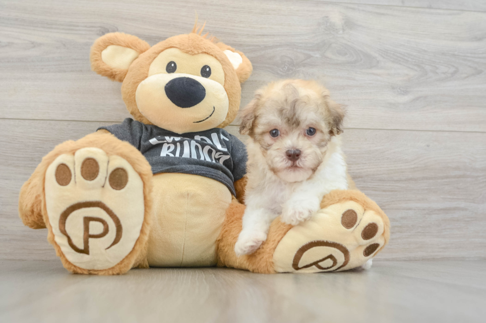 6 week old Havanese Puppy For Sale - Florida Fur Babies