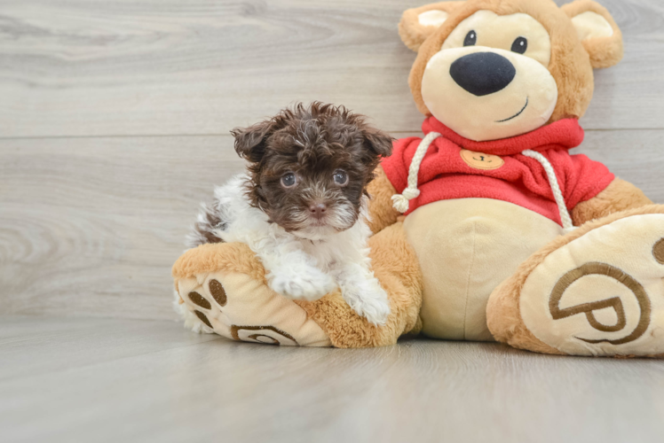 Small Havanese Purebred Pup