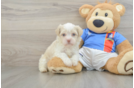 Best Havanese Baby