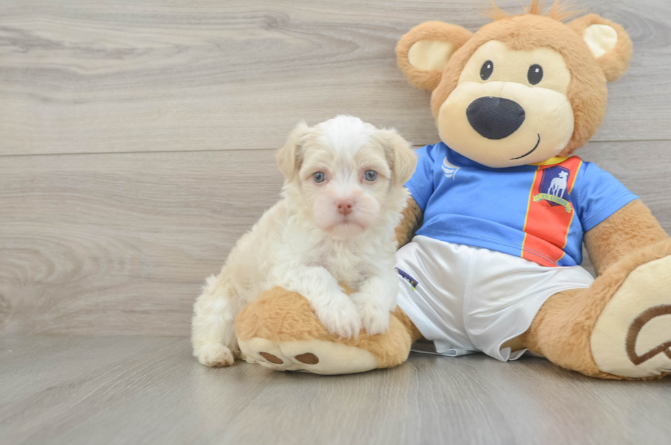 5 week old Havanese Puppy For Sale - Florida Fur Babies