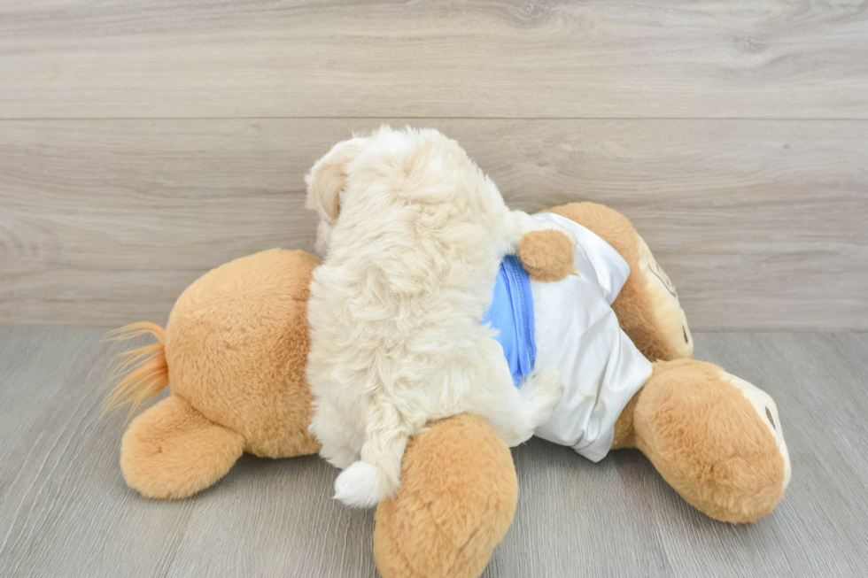 Hypoallergenic Havanese Purebred Pup