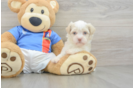 Petite Havanese Cuban Bichon Purebred Puppy
