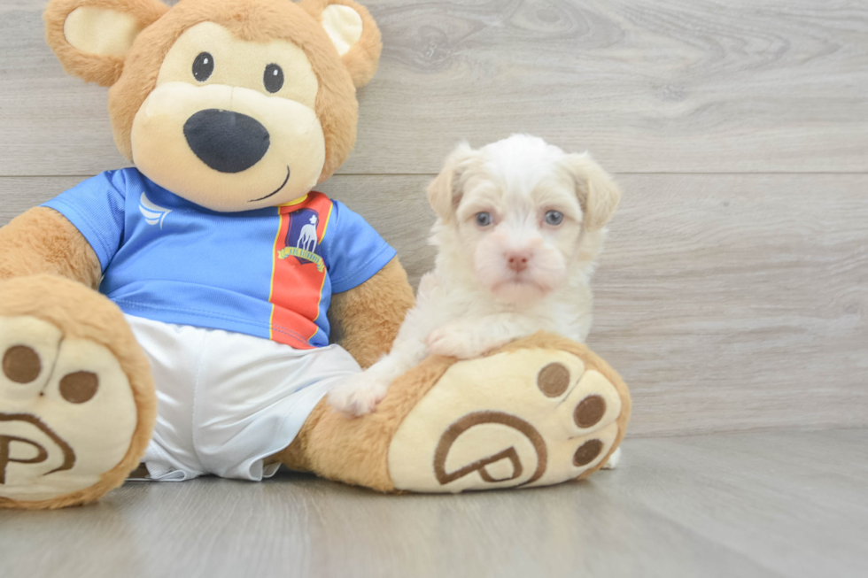Petite Havanese Cuban Bichon Purebred Puppy