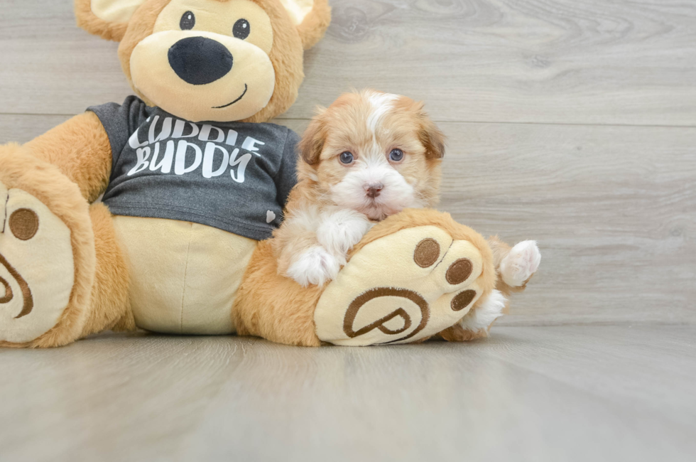 5 week old Havanese Puppy For Sale - Florida Fur Babies