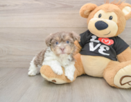9 week old Havanese Puppy For Sale - Florida Fur Babies