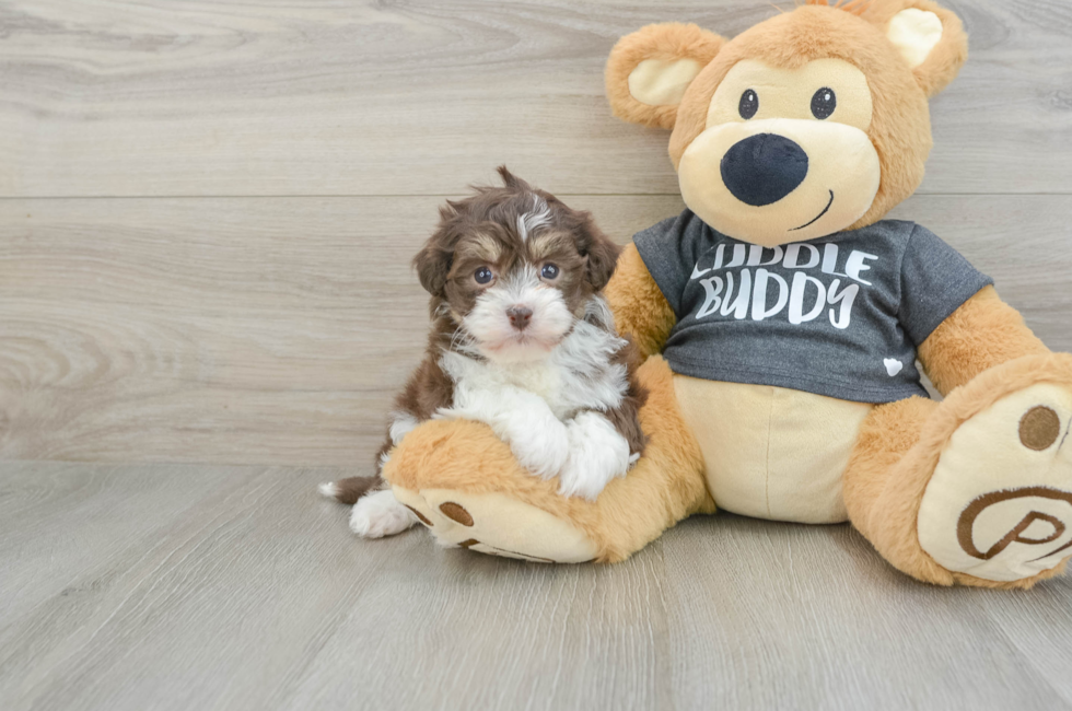 5 week old Havanese Puppy For Sale - Florida Fur Babies