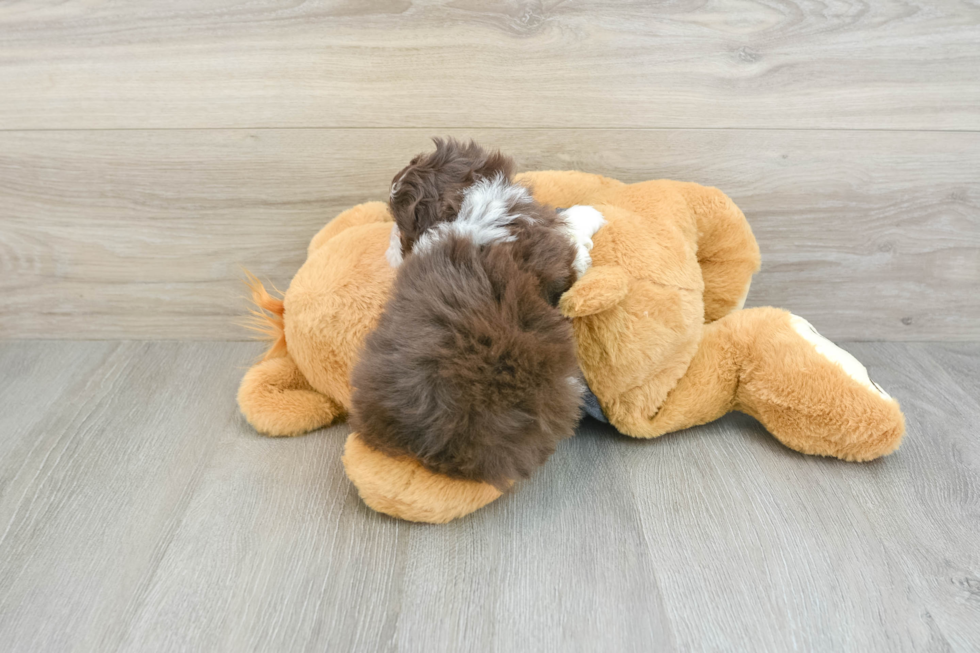 Havanese Pup Being Cute