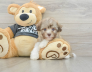 8 week old Havanese Puppy For Sale - Florida Fur Babies
