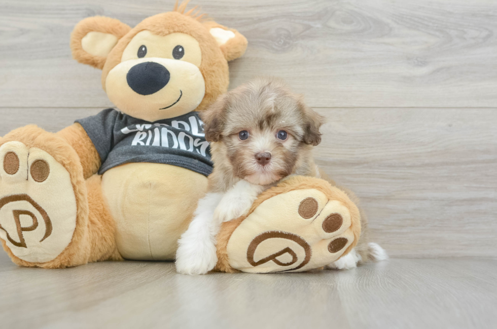6 week old Havanese Puppy For Sale - Florida Fur Babies