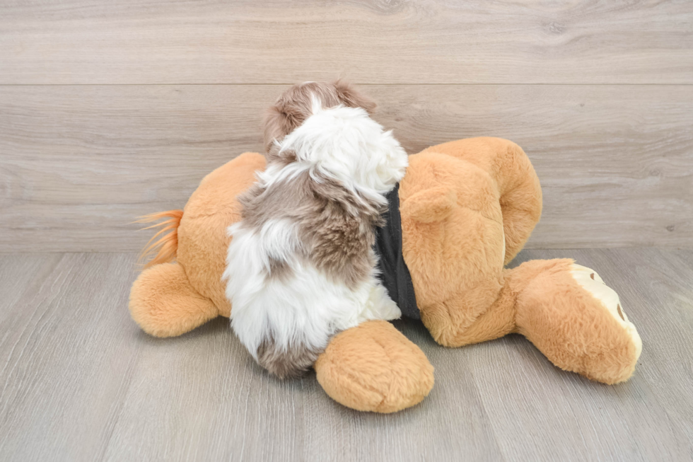 Akc Registered Havanese Purebred Pup