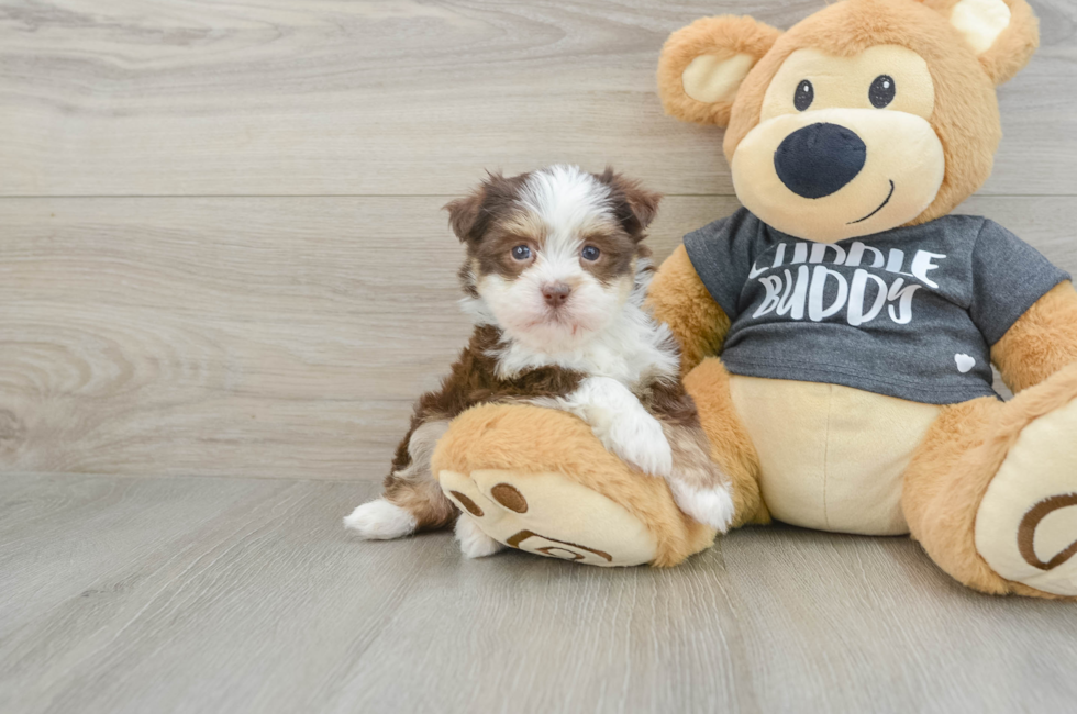 5 week old Havanese Puppy For Sale - Florida Fur Babies