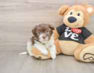 7 week old Havanese Puppy For Sale - Florida Fur Babies