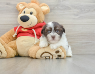 8 week old Havanese Puppy For Sale - Florida Fur Babies