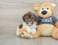 9 week old Havanese Puppy For Sale - Florida Fur Babies