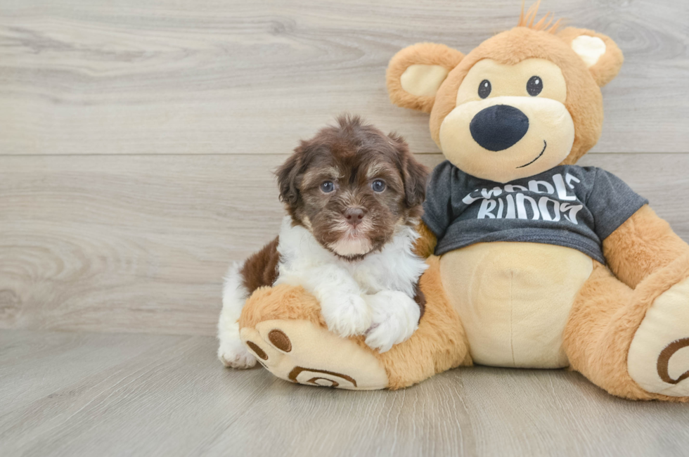 6 week old Havanese Puppy For Sale - Florida Fur Babies