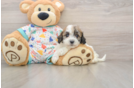 Havanese Puppy for Adoption