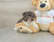 6 week old Havanese Puppy For Sale - Florida Fur Babies