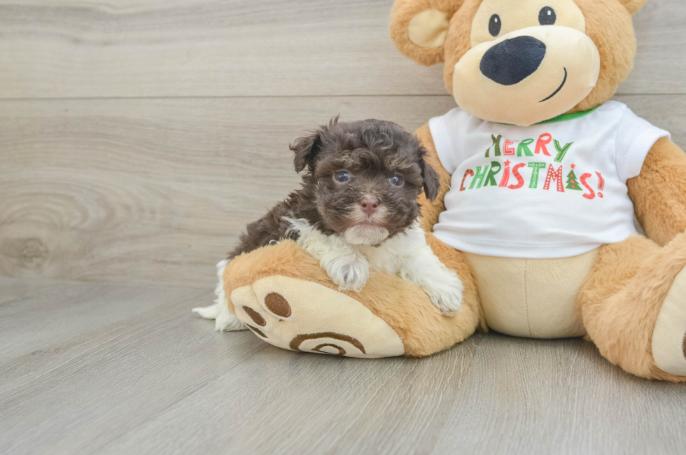 5 week old Havanese Puppy For Sale - Florida Fur Babies