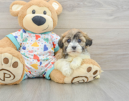 5 week old Havanese Puppy For Sale - Florida Fur Babies