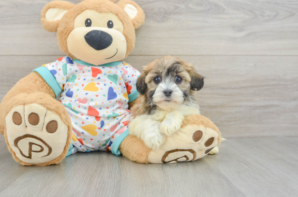 6 week old Havanese Puppy For Sale - Florida Fur Babies