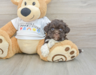 9 week old Havanese Puppy For Sale - Florida Fur Babies
