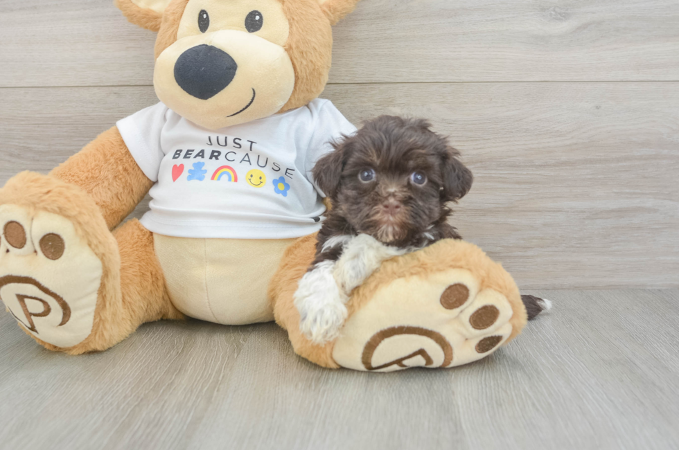 7 week old Havanese Puppy For Sale - Florida Fur Babies