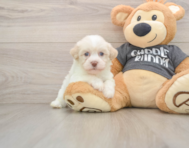 5 week old Havanese Puppy For Sale - Florida Fur Babies