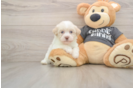 Havanese Puppy for Adoption