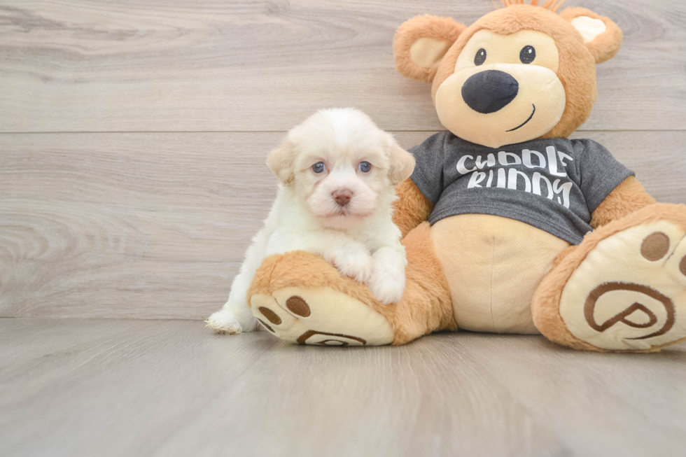 Havanese Puppy for Adoption