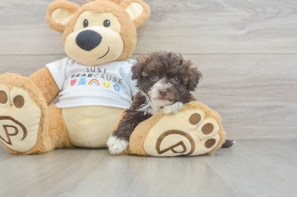 7 week old Havanese Puppy For Sale - Florida Fur Babies