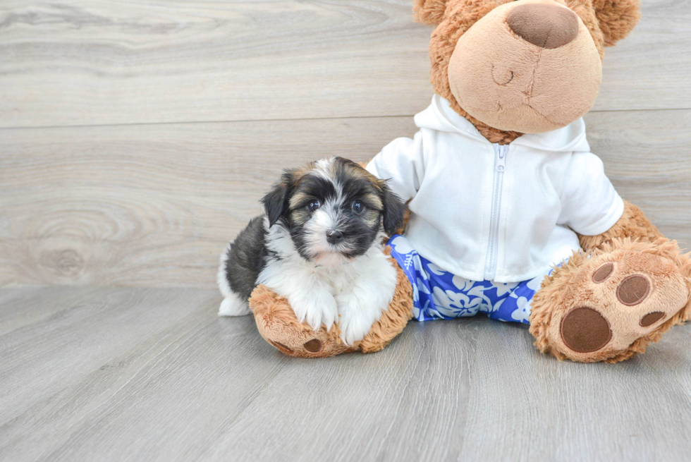 Akc Registered Havanese Purebred Pup