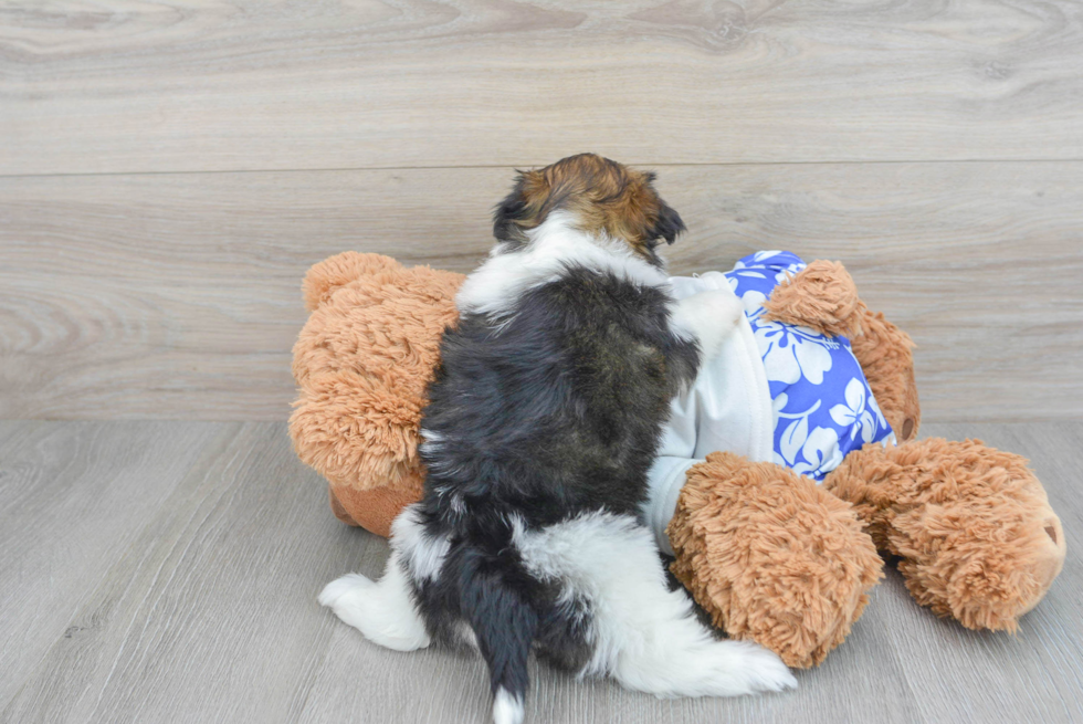 Havanese Pup Being Cute