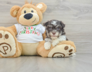 6 week old Havanese Puppy For Sale - Florida Fur Babies