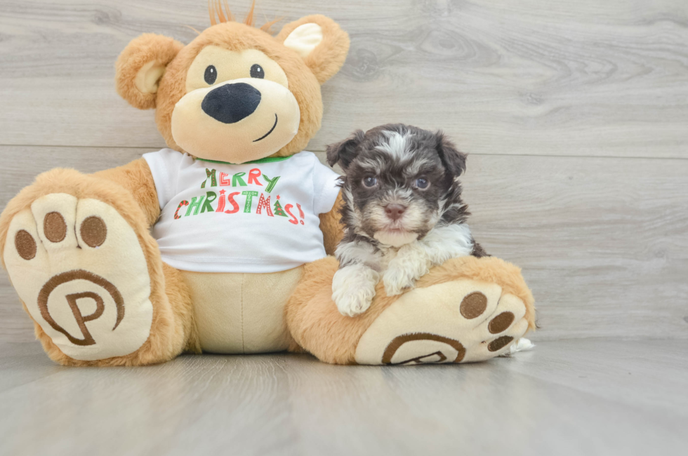 5 week old Havanese Puppy For Sale - Florida Fur Babies