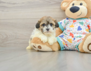 5 week old Havanese Puppy For Sale - Florida Fur Babies