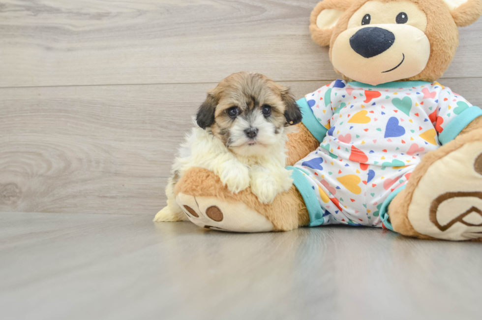 6 week old Havanese Puppy For Sale - Florida Fur Babies