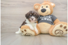 Little Havanese Baby